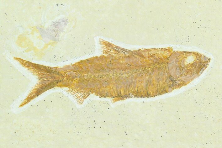 Fossil Fish (Knightia) - Green River Formation #122898